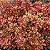 PLANTA ESPELHO (Coprosma Tequila Sunrise) - Muda com até 60 cm - Imagem 1