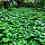 SOLANO RASTEIRO (Lycianthes asarifolia) - Caixa com 15 mudas - Imagem 4