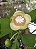 MAÇÃ DE ELEFANTE (Dillenia indica) - Muda com até 1,20m - Imagem 2