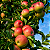 MAÇÃ JULIETA (Malus x domestica) - Muda Enxertada com até 1,20m - Imagem 1