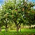 MAÇÃ JULIETA (Malus x domestica) - Muda Enxertada com até 1,20m - Imagem 3