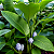 MARANTA CRISTAL (Goeppertia burle-marxii) - Muda com até 1,20m - Imagem 1