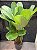 MARANTA CRISTAL (Goeppertia burle-marxii) - Muda com até 1,20m - Imagem 2