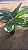 MARANTA CRISTAL (Goeppertia burle-marxii) - Muda com até 1,20m - Imagem 5