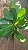 MARANTA CRISTAL (Goeppertia burle-marxii) - Muda com até 1,20m - Imagem 3