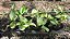 JIBÓIA MANJULA (Epipremnum aureum 'Manjula') - Pote 11 - Imagem 7