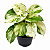 JIBÓIA MANJULA (Epipremnum aureum 'Manjula') - Pote 11 - Imagem 1