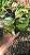 JIBÓIA MANJULA (Epipremnum aureum 'Manjula') - Pote 11 - Imagem 4