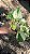 JIBÓIA MANJULA (Epipremnum aureum 'Manjula') - Pote 11 - Imagem 6