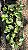 JIBÓIA MANJULA (Epipremnum aureum 'Manjula') - Pote 11 - Imagem 8
