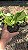 JIBÓIA MANJULA (Epipremnum aureum 'Manjula') - Pote 11 - Imagem 5