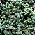 CORAÇÃO PARTIDO (Corpuscularia lehmannii) - Pote 6 - Imagem 1