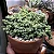 CORAÇÃO PARTIDO (Corpuscularia lehmannii) - Pote 6 - Imagem 2