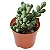 CORAÇÃO PARTIDO (Corpuscularia lehmannii) - Pote 6 - Imagem 4