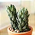 Haworthia pumila - Pote 6 - Imagem 1
