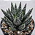 Haworthia pumila - Pote 6 - Imagem 3