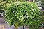 AMOR AGARRADINHO BRANCO (Antigonon leptopus 'Alba') - Muda com até 60 cm - Imagem 3