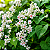 AMOR AGARRADINHO BRANCO (Antigonon leptopus 'Alba') - Muda com até 60 cm - Imagem 1