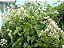 AMOR AGARRADINHO BRANCO (Antigonon leptopus 'Alba') - Muda com até 60 cm - Imagem 4