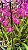 ORQUÍDEA Epicattleya Yucatan Magenta ou Rosa - Pote 12 - Imagem 3