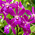 ORQUÍDEA Epicattleya Yucatan Magenta ou Rosa - Pote 12 - Imagem 1