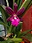 ORQUÍDEA Epicattleya Yucatan Magenta ou Rosa - Pote 12 - Imagem 2
