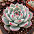 Echeveria chihuahuensis - Pote 9 - Imagem 2