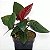 SINGÔNIO VERMELHO (Syngonium "Red Arrow" erythrophyllum) - Pote 11 - Imagem 4
