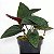 SINGÔNIO VERMELHO (Syngonium "Red Arrow" erythrophyllum) - Pote 11 - Imagem 3