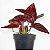 SINGÔNIO VERMELHO (Syngonium "Red Arrow" erythrophyllum) - Pote 11 - Imagem 2