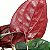 SINGÔNIO VERMELHO (Syngonium "Red Arrow" erythrophyllum) - Pote 11 - Imagem 1