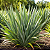 FÓRMIO VERDE (Phormium tenax) - Muda com até 1 metro - Imagem 2
