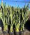 FÓRMIO VERDE (Phormium tenax) - Muda com até 1 metro - Imagem 4
