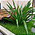 FÓRMIO VERDE (Phormium tenax) - Muda com até 1 metro - Imagem 5