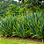 FÓRMIO VERDE (Phormium tenax) - Muda com até 1 metro - Imagem 1
