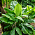 CICLANTO (Cyclanthus bipartitus) - Muda com até 80 cm - Imagem 2