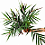 ALPINIA RUBRA (Alpinia luteocarpa) - Pote 11 ou 12 - Imagem 2