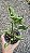 Syngonium podophyllum 'Godzilla' - Pote 11 ou 12 - Imagem 4