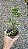 Syngonium podophyllum 'Godzilla' - Pote 11 ou 12 - Imagem 2