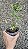 Syngonium podophyllum 'Godzilla' - Pote 11 ou 12 - Imagem 5