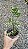 Syngonium podophyllum 'Godzilla' - Pote 11 ou 12 - Imagem 3