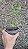 Syngonium podophyllum 'Godzilla' - Pote 11 ou 12 - Imagem 6