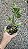 Syngonium podophyllum 'Godzilla' - Pote 11 ou 12 - Imagem 7