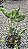 Syngonium podophyllum 'Godzilla' - Pote 11 ou 12 - Imagem 1