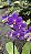 ORQUÍDEA VIOLETA AURORA - Phalaenopsis Mini - Pote 9 - Imagem 6
