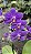 ORQUÍDEA VIOLETA AURORA - Phalaenopsis Mini - Pote 9 - Imagem 5