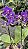 ORQUÍDEA VIOLETA AURORA - Phalaenopsis Mini - Pote 9 - Imagem 2