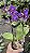 ORQUÍDEA VIOLETA AURORA - Phalaenopsis Mini - Pote 9 - Imagem 7