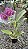 ORQUÍDEA CATTLEYA DE FLOR GRANDE (Cattleya) - Pote 15 - Imagem 3
