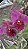 ORQUÍDEA CATTLEYA DE FLOR GRANDE (Cattleya) - Pote 15 - Imagem 1